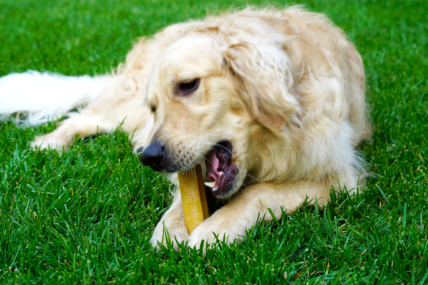Himalayan Yak Cheese Dog Chews Large Size
