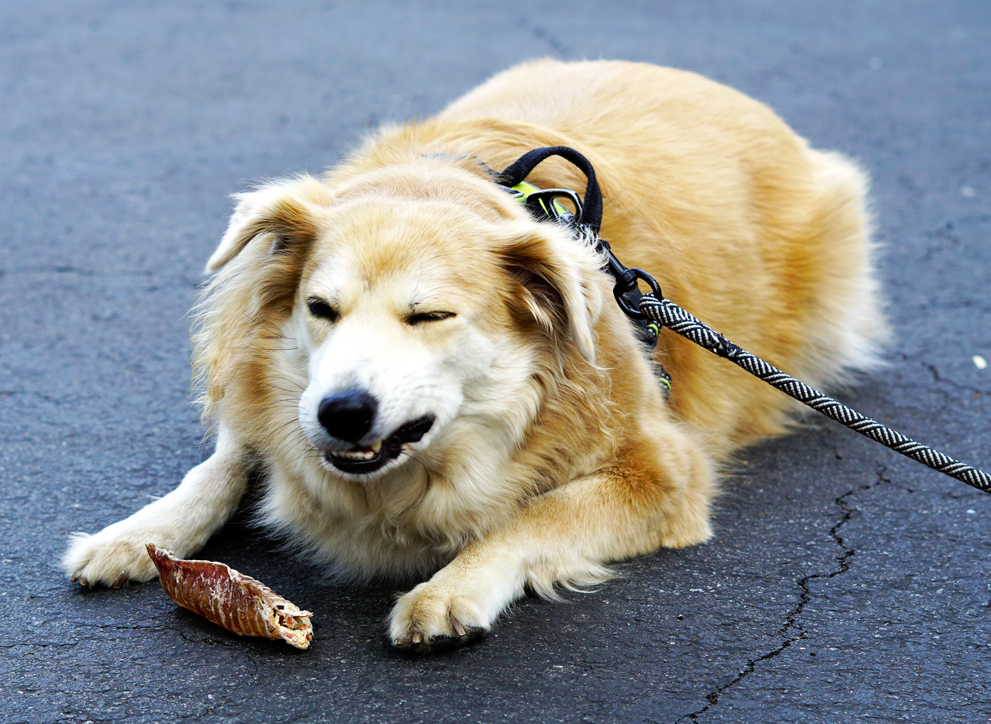 6” Beef Trachea