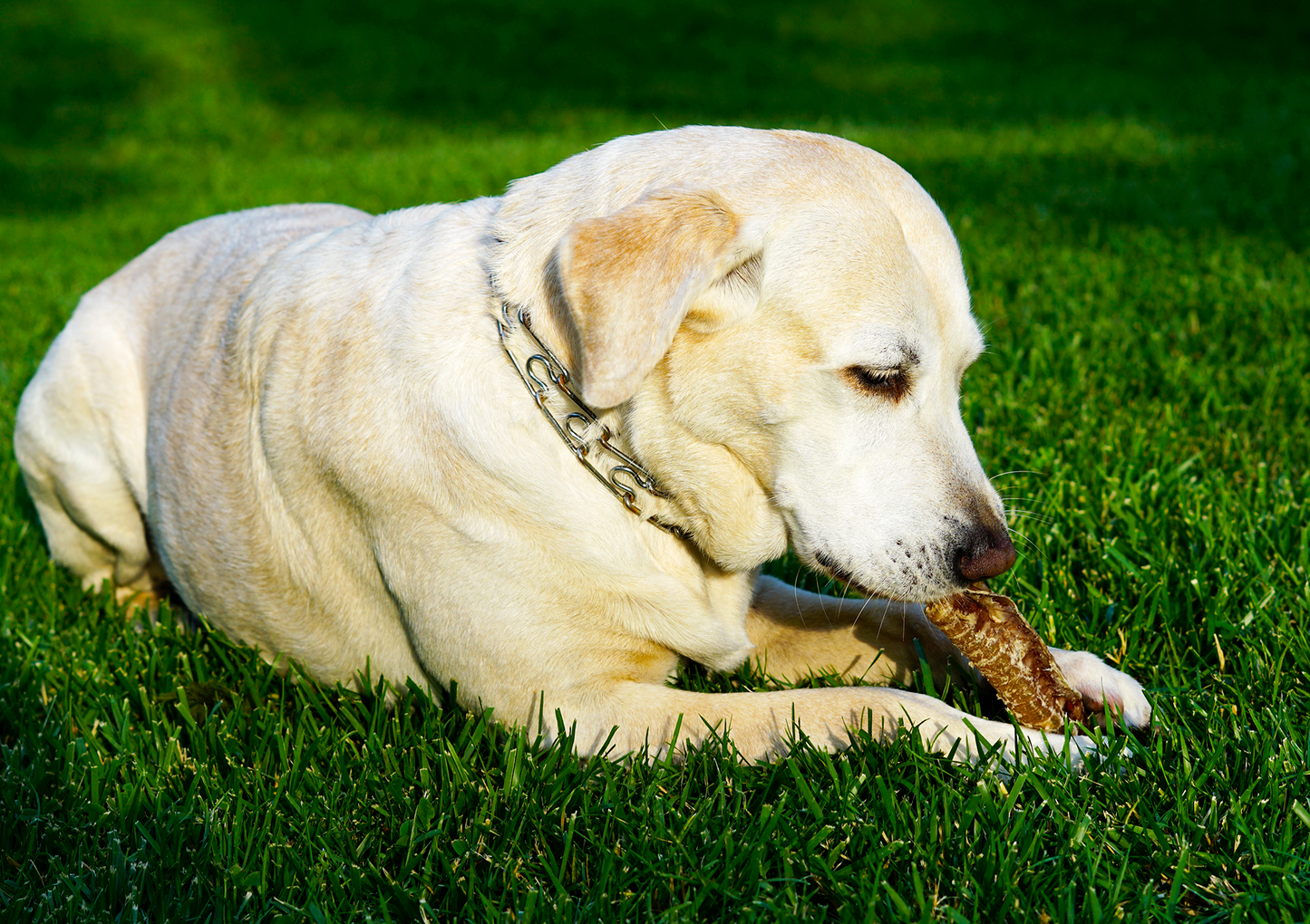 6” Beef Trachea