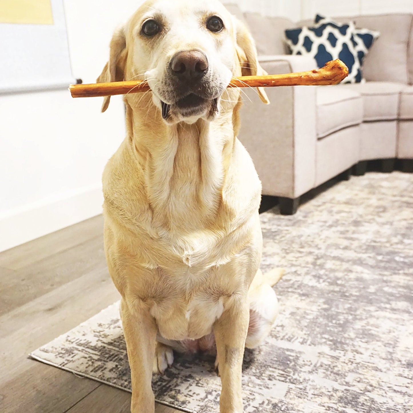 Bully Sticks Jumbo 12"